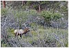 030-elk_in_estes_park-5.JPG