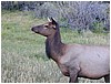 031-elk_in_estes_park-6.JPG