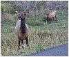 032-elk_in_estes_park-7.JPG