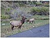033-elk_in_estes_park-8.JPG
