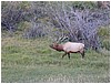 034-elk_in_estes_park-9.JPG