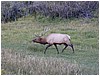 035-elk_in_estes_park-10.JPG