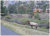 036-elk_in_estes_park-11.JPG