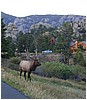 038-elk_in_estes_park-13.JPG