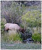 039-elk_in_estes_park-14.JPG