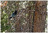046-stellers_jay.JPG