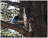 047-stellers_jay-2.JPG
