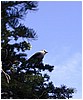 049-gray_jay.JPG