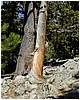 053-twisted_tree.JPG