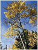 059-aspen.JPG