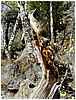 063-twisted_tree-2.JPG