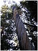 071-twisted_tree-3.JPG