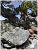 085-tree_at_lake_haiyaha-2.JPG