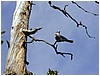 090-gray_jay-3.JPG