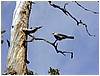 091-gray_jay-4.JPG
