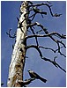 092-gray_jays.JPG