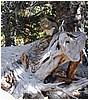 096-squirrel-2.JPG