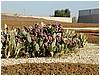 P1010076.JPG