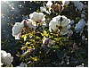 P1010085.JPG