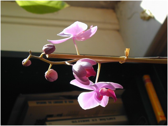 P1010009.JPG