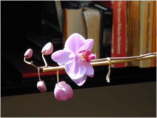 P1010011.JPG