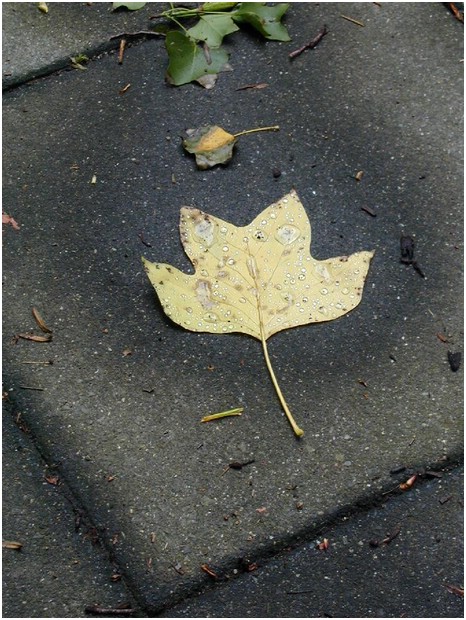 13-wet_leaf1.JPG