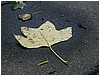 14-wet_leaf2.JPG