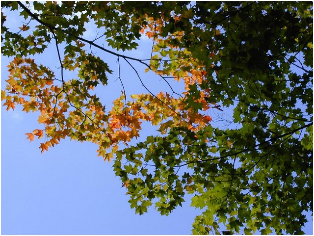leaves_and_sky.JPG