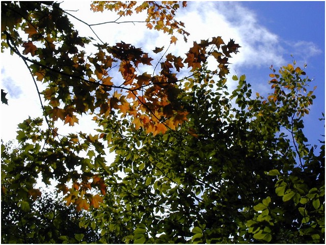 leaves_and_sky2.JPG