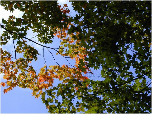 leaves_and_sky3.JPG