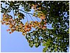 leaves_and_sky.JPG