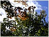 leaves_and_sky2.JPG