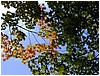 leaves_and_sky3.JPG