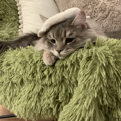 media/albums/cat3/Screen Shot 2022-03-19 at 3.11.27 PM.png