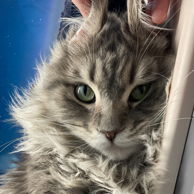 media/albums/cat3/Screen Shot 2022-03-19 at 3.11.50 PM.png