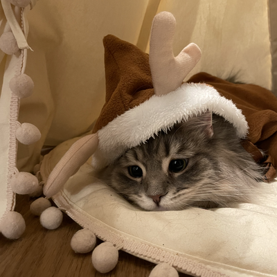 media/albums/cat3/Screen Shot 2022-03-19 at 3.12.00 PM.png