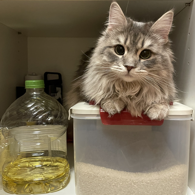 media/albums/cat3/Screen Shot 2022-03-19 at 3.12.10 PM.png