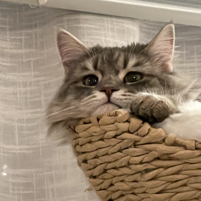 media/albums/cat3/Screen Shot 2022-03-19 at 3.12.44 PM.png