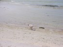 IMG_2643 * 1600 x 1200 * (461KB)