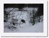 IMG_3705 * 1600 x 1200 * (532KB)