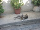 IMG_3044 * 1600 x 1200 * (527KB)