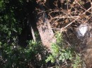 IMG_3102 * 1600 x 1200 * (715KB)