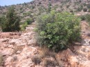 IMG_2949 * 1600 x 1200 * (852KB)
