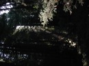 Untitled-50 * 1600 x 1200 * (482KB)