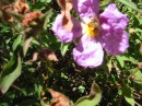 IMG_2717 * 1600 x 1200 * (522KB)