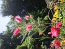 IMG_2719 * 1600 x 1200 * (746KB)
