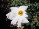 IMG_2723 * 1600 x 1200 * (462KB)
