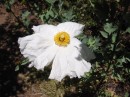 IMG_2724 * 1600 x 1200 * (477KB)