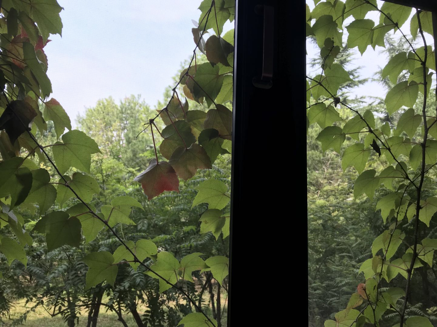 Shy leaves behind in Xuetang glasses