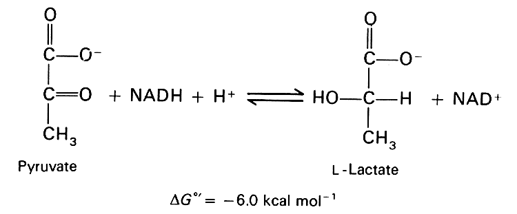 Pyruvate Metabolism